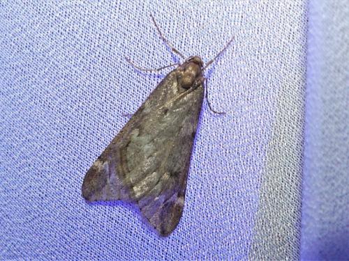 Alsophila aescularia